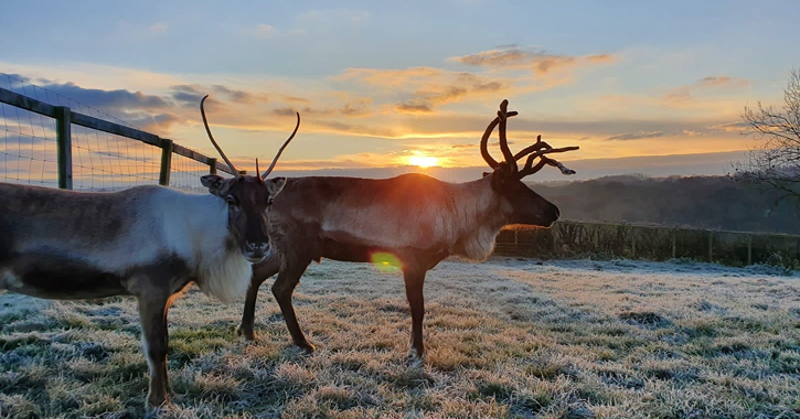 reindeer at Adventure valley Winter Wonderland